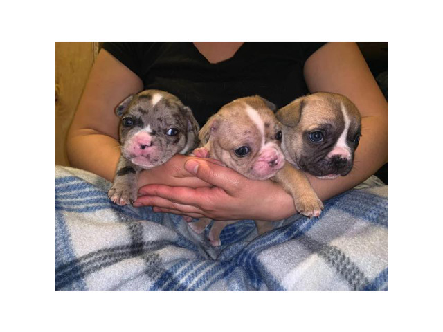 3 AKC registered French bulldog Puppies for sale in Merced