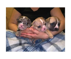 3 AKC registered French bulldog Puppies for sale - 3