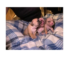 3 AKC registered French bulldog Puppies for sale - 4