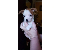 Tiny 8 week old chihuahua puppy for sale