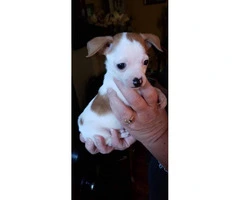 Tiny 8 week old chihuahua puppy for sale - 2