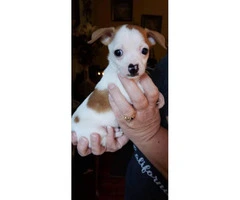Tiny 8 week old chihuahua puppy for sale - 3
