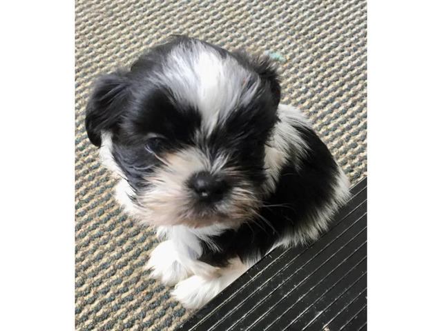 Adorable Male ShihTzu puppy for Sale in Zanesville, Ohio