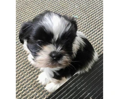 Adorable Male Shih-Tzu puppy for Sale - 1