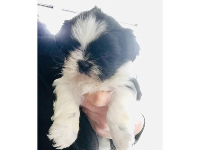 Adorable Male Shih-Tzu puppy for Sale in Zanesville, Ohio - Puppies for
