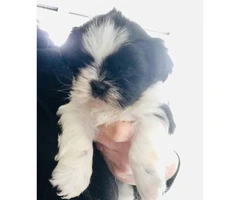 Adorable Male Shih-Tzu puppy for Sale - 2