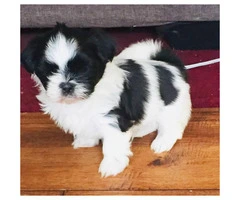Adorable Male Shih-Tzu puppy for Sale - 3