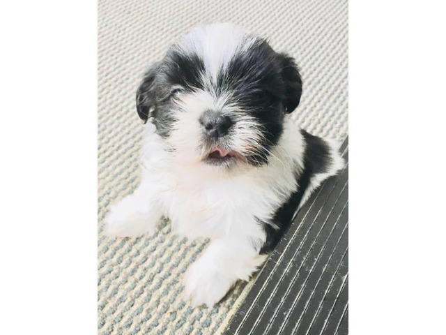 Adorable Male Shih-Tzu puppy for Sale Zanesville - Puppies for Sale Near Me