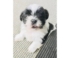 Adorable Male Shih-Tzu puppy for Sale - 4