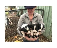 3 boys and 3 girls Border Collies for Sale