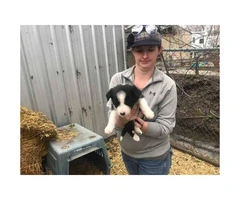 3 boys and 3 girls Border Collies for Sale - 2