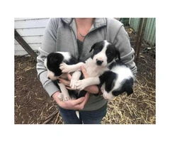 3 boys and 3 girls Border Collies for Sale - 3