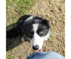 3 boys and 3 girls Border Collies for Sale - 4