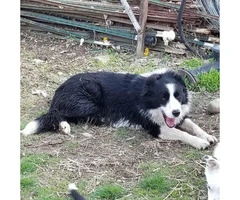 3 boys and 3 girls Border Collies for Sale - 5
