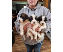 2 litters of SAINT BERNARD puppies