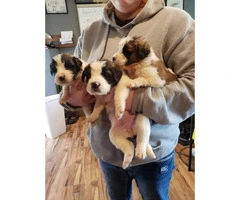 2 litters of SAINT BERNARD puppies - 2