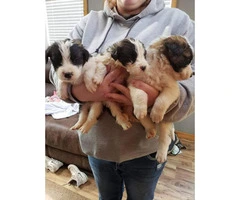 2 litters of SAINT BERNARD puppies - 3