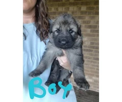 5 german shepherd puppies with full registration papers