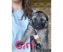 5 german shepherd puppies with full registration papers - 4