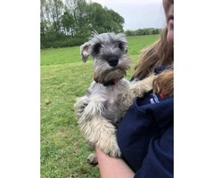 3 miniature schnauzer puppies trying to find their new homes - 2