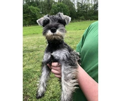 3 miniature schnauzer puppies trying to find their new homes - 3