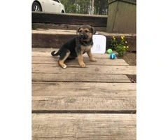 8 full blooded German Shepherd puppies ready to go - 4