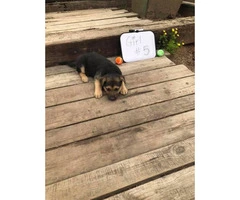 8 full blooded German Shepherd puppies ready to go - 5