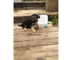 8 full blooded German Shepherd puppies ready to go - 7