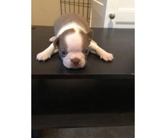 Beautiful Boston Terrier puppies 3 males available