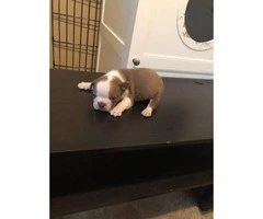 Beautiful Boston Terrier puppies 3 males available - 2