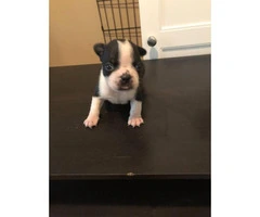 Beautiful Boston Terrier puppies 3 males available - 4