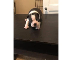 Beautiful Boston Terrier puppies 3 males available - 6