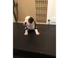 Beautiful Boston Terrier puppies 3 males available - 7