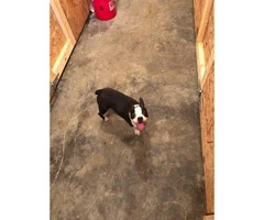 Beautiful Boston Terrier puppies 3 males available - 8