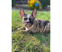 9 weeks old  French Bulldog Puppies for Sale