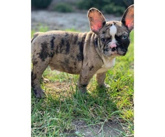 9 weeks old  French Bulldog Puppies for Sale - 2