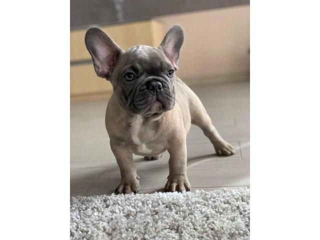 French Bulldog Puppies For Sale Near Me Lovely tan