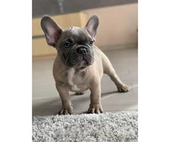 9 weeks old  French Bulldog Puppies for Sale - 3