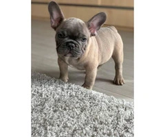 9 weeks old  French Bulldog Puppies for Sale - 4