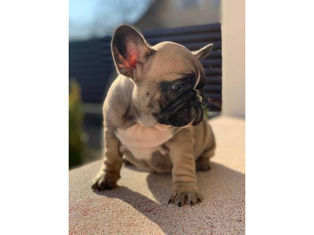 9 weeks old French Bulldog Puppies for Sale in New York