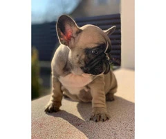 9 weeks old  French Bulldog Puppies for Sale - 5
