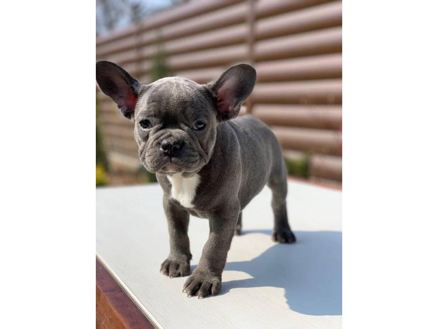 9 weeks old French Bulldog Puppies for Sale in New York ...