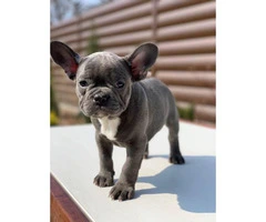 9 weeks old  French Bulldog Puppies for Sale - 6