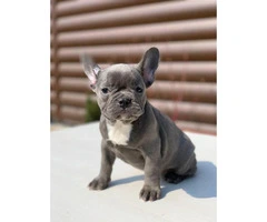 9 weeks old  French Bulldog Puppies for Sale - 7
