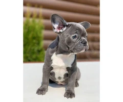 9 weeks old  French Bulldog Puppies for Sale - 8