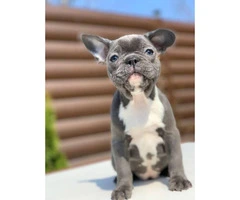 9 weeks old  French Bulldog Puppies for Sale - 9