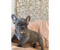 9 weeks old  French Bulldog Puppies for Sale - 10