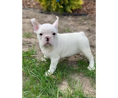 9 weeks old  French Bulldog Puppies for Sale - 11