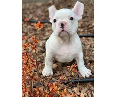 9 weeks old  French Bulldog Puppies for Sale - 12