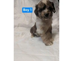 Very smart and sweet Aussiedoodle Puppies - 3